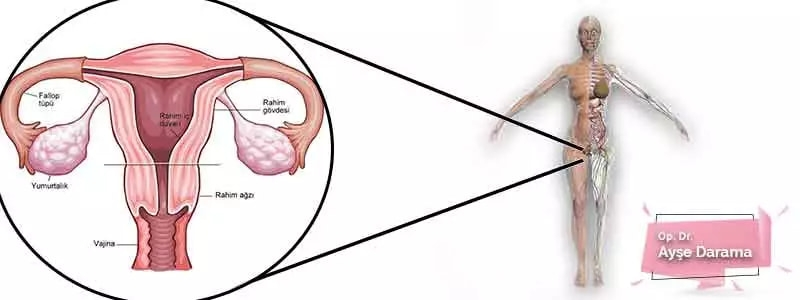Kadın Anatomisi, Genital Bölge Resimleri, Kadın Üreme Organları Anatomisi, Cinsel Bölge Resimleri Kadın Anatomisi, Genital Bölge Resimleri, Kadın Üreme Organları Anatomisi, Cinsel Bölge Resimleri